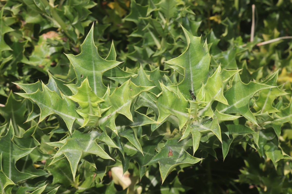 Acanthus ilicifolius L.